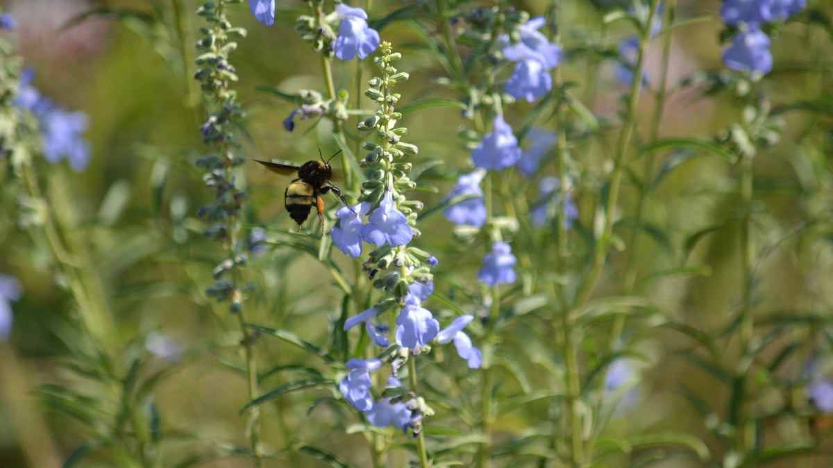 Native Plants for Cross Timbers Dry, Well-Draining Soils.