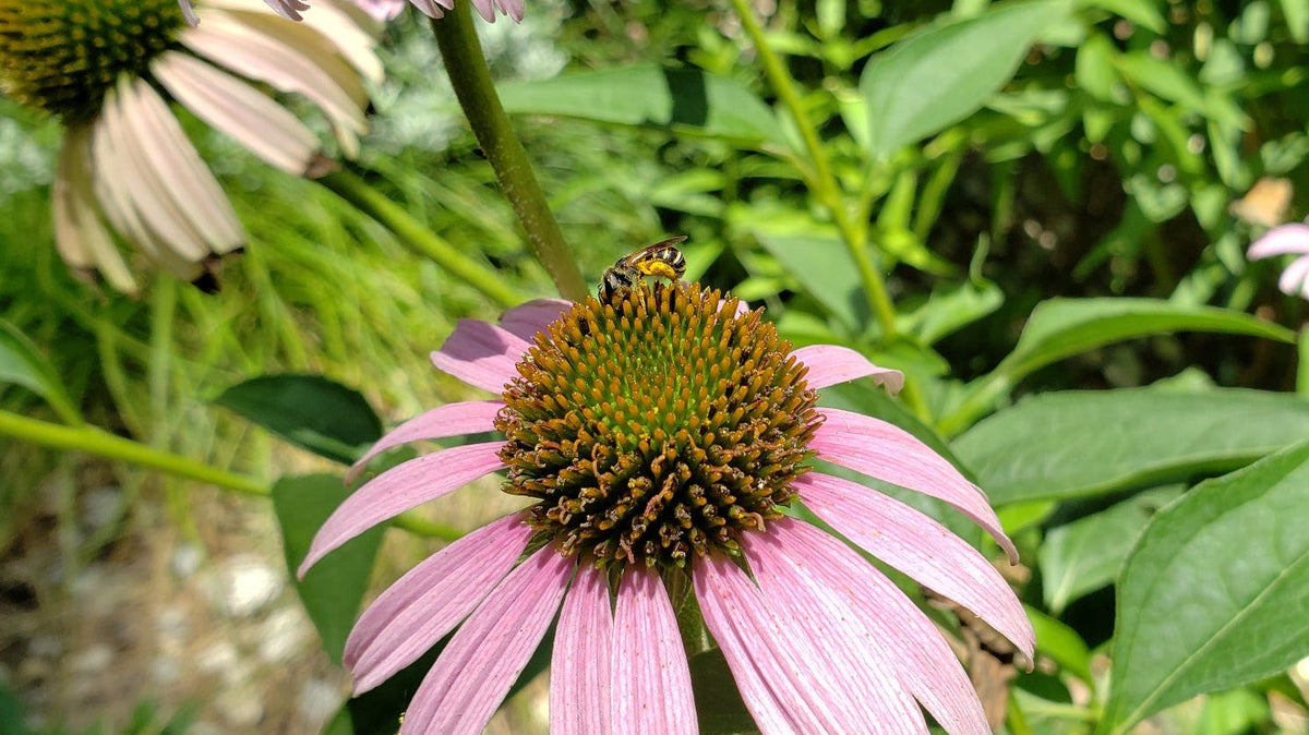 Native Plants for Blackland Prairie Clay Soils.