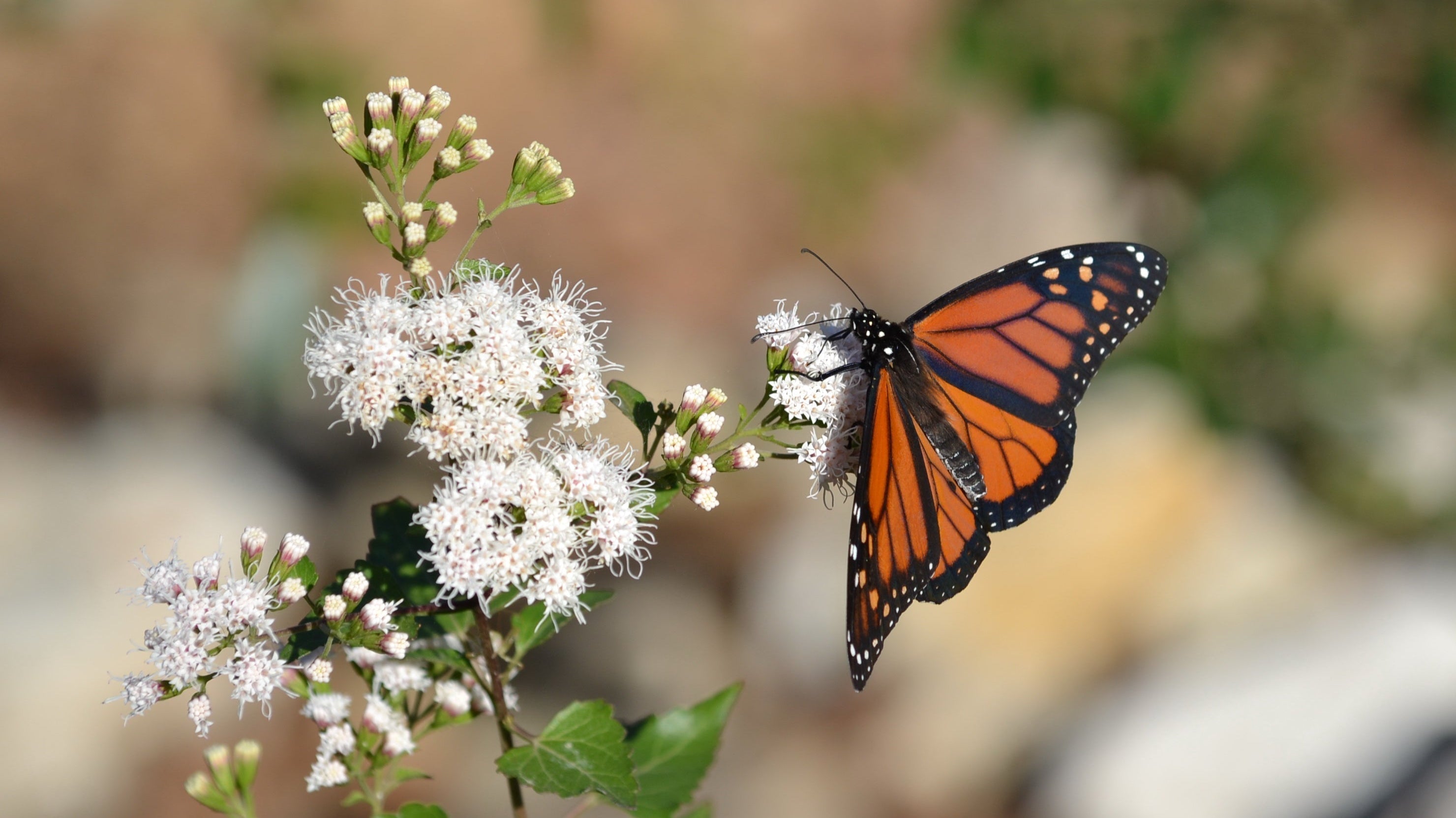 Monarch butterfly on Shrubby Boneset (Ageratina havanensis)