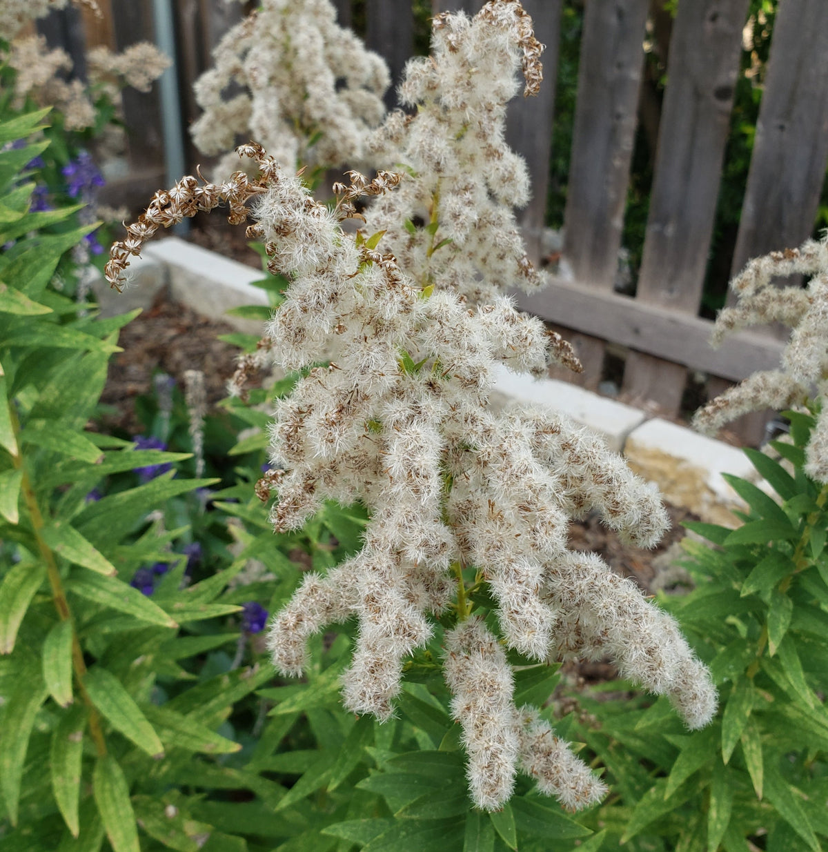 Solidago altissima (Tall Goldenrod)