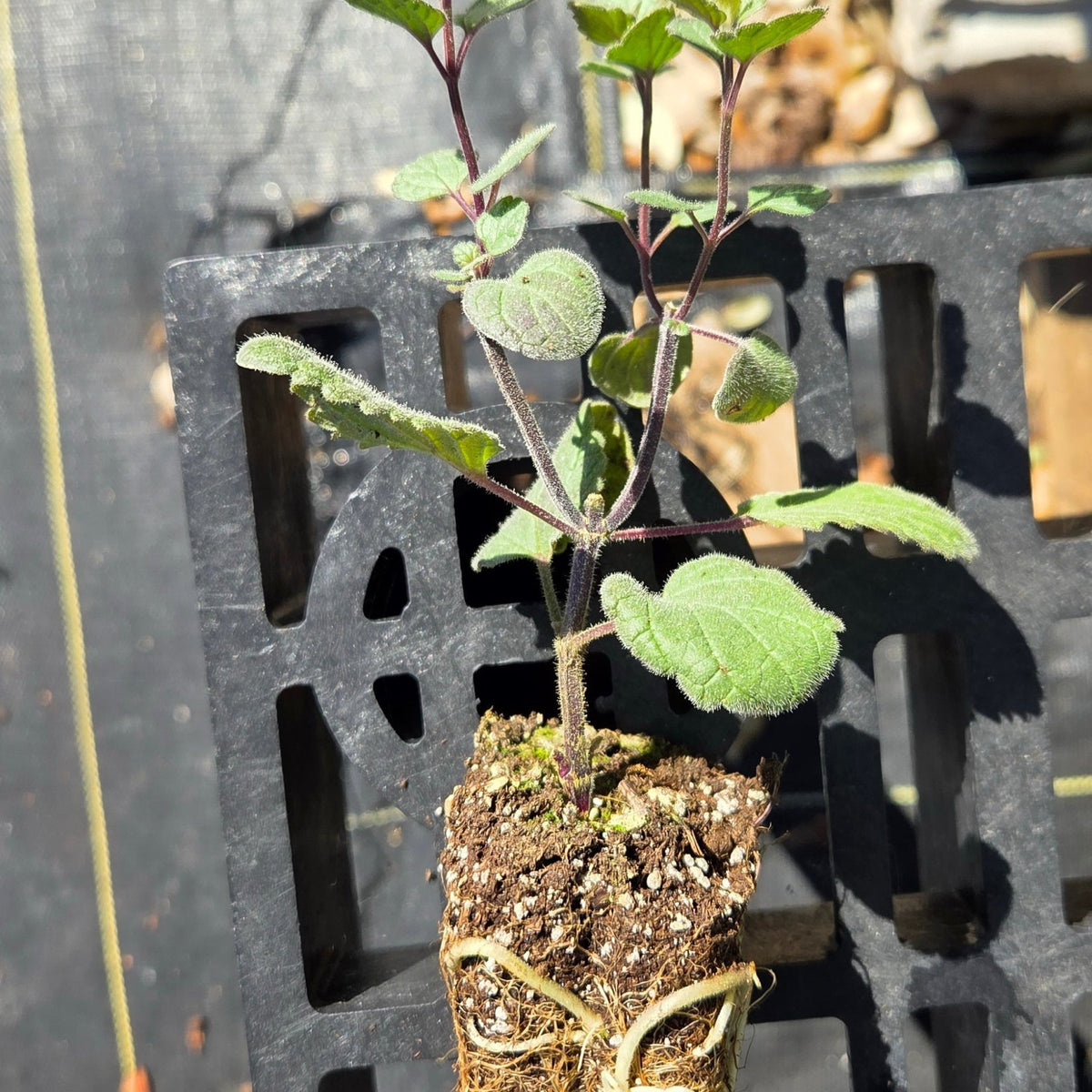 Scutellaria ovata (Heartleaf Skullcap)