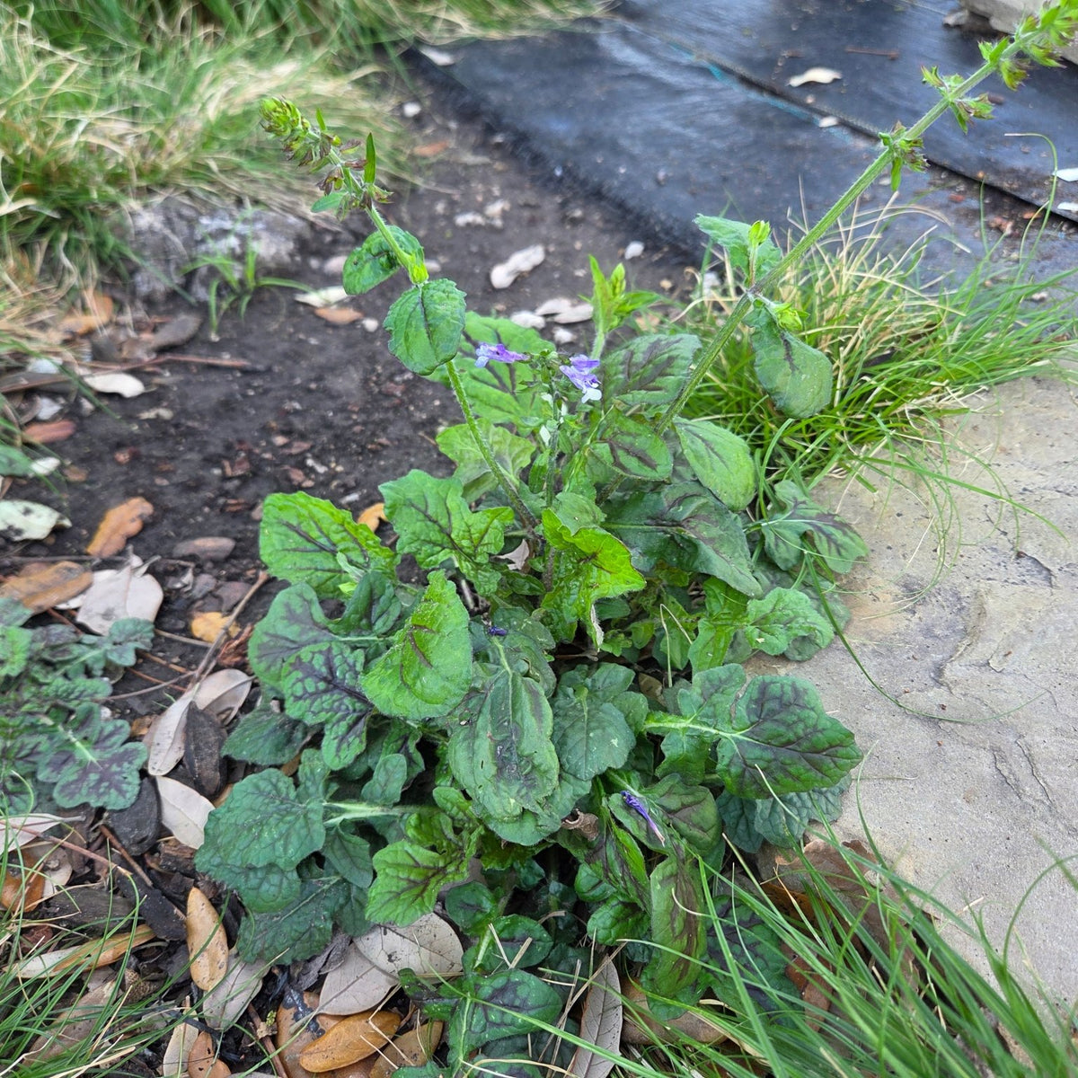 Salvia lyrata (Lyreleaf Sage)