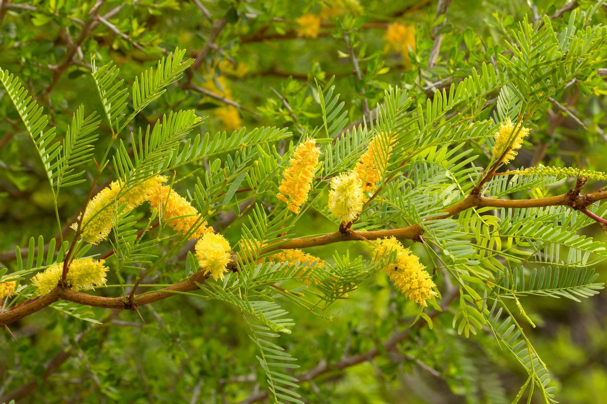 Prosopis glandulosa (Honey Mesquite)