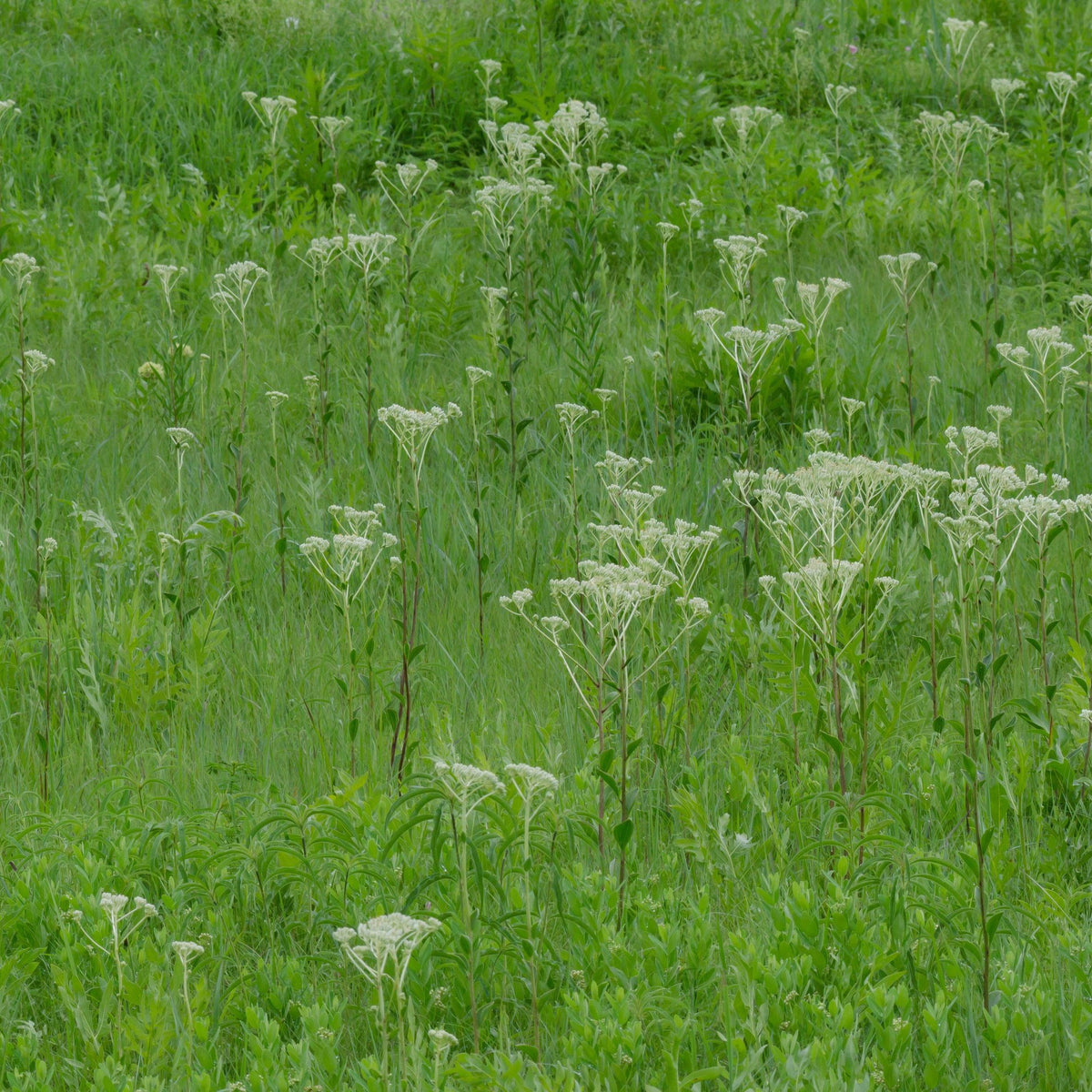 Arnoglossum plantagineum (Prairie Plantain)
