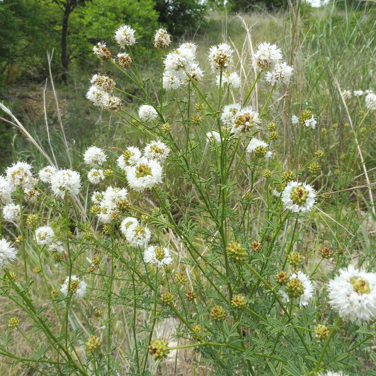 Dalea multiflora (White Prairie Clover)