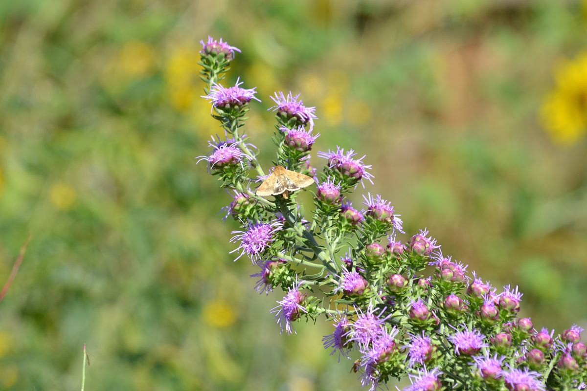Liatris aspera (Rough Gayfeather)