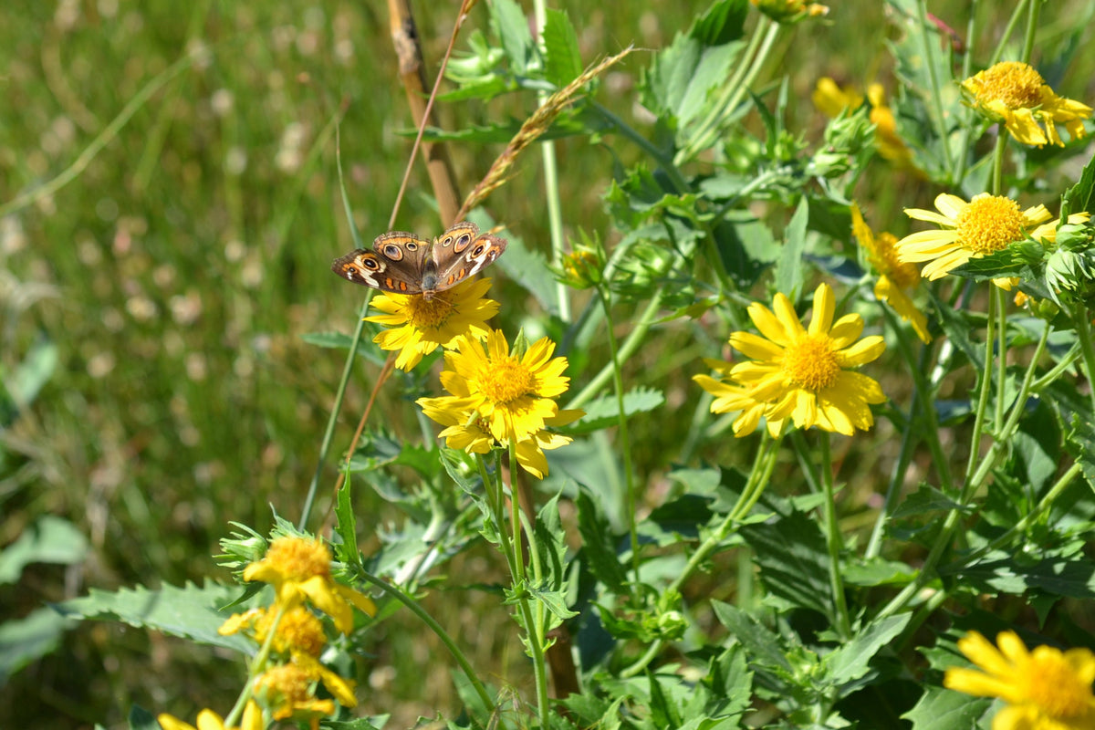 Cowpen Daisy Verbesina encelioides