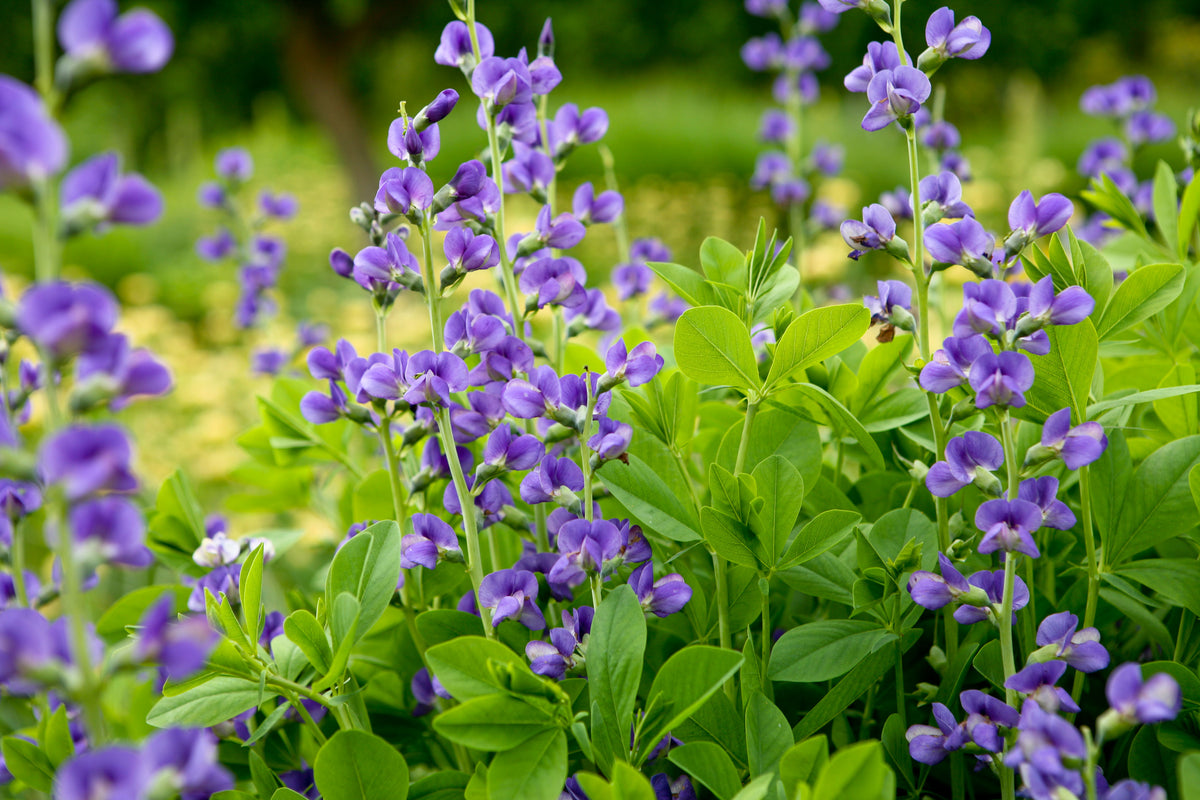 Baptisia australis (Blue Wild Indigo)
