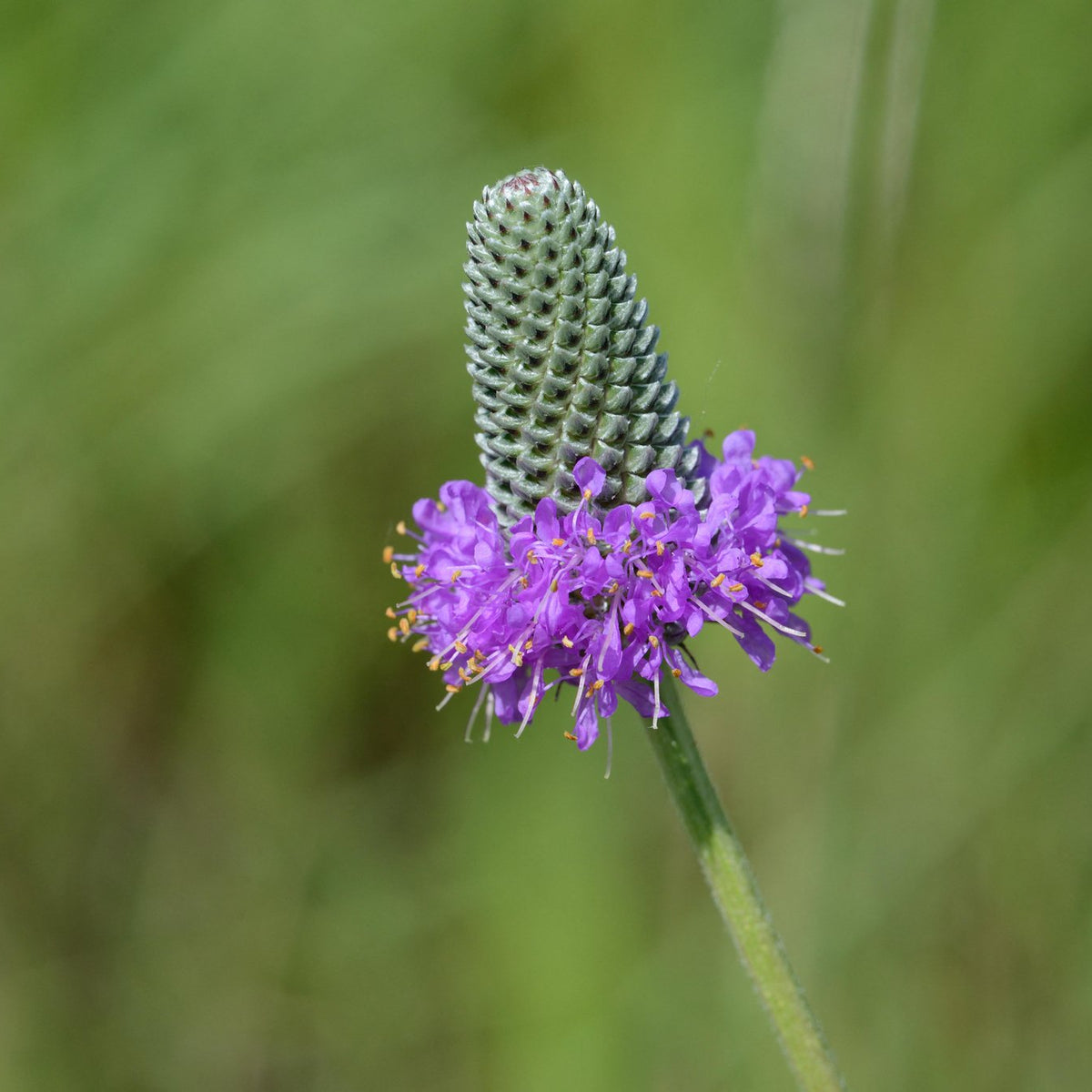 Dalea purpurea (Purple Prairie Clover)