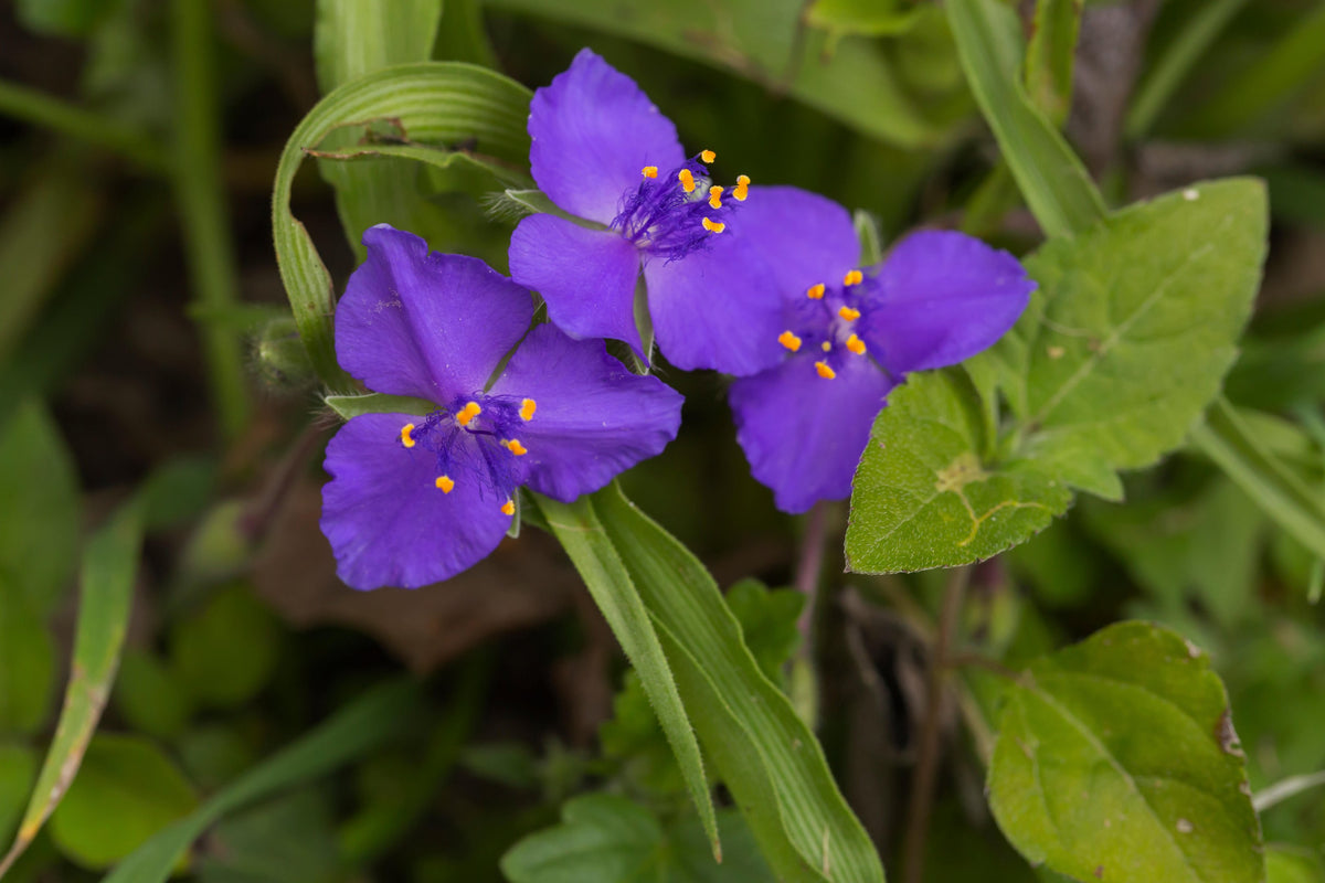 Tradescantia occidentalis (Prairie Spiderwort)