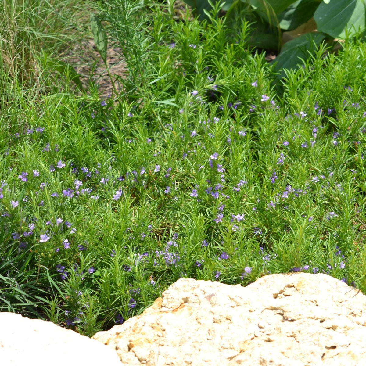 Dyschoriste linearis (Snake Herb)