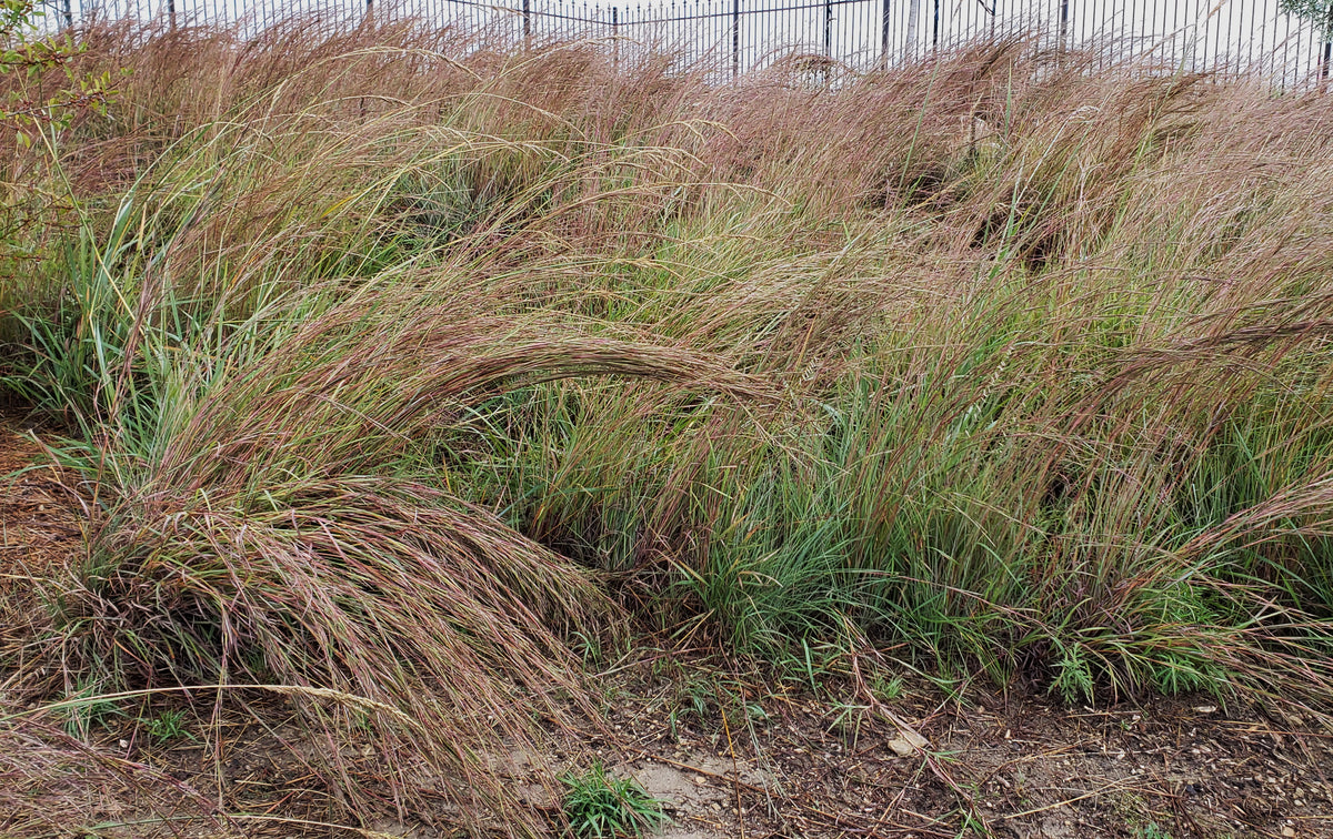 Little bluestem (Schizachyrium scoparium)
