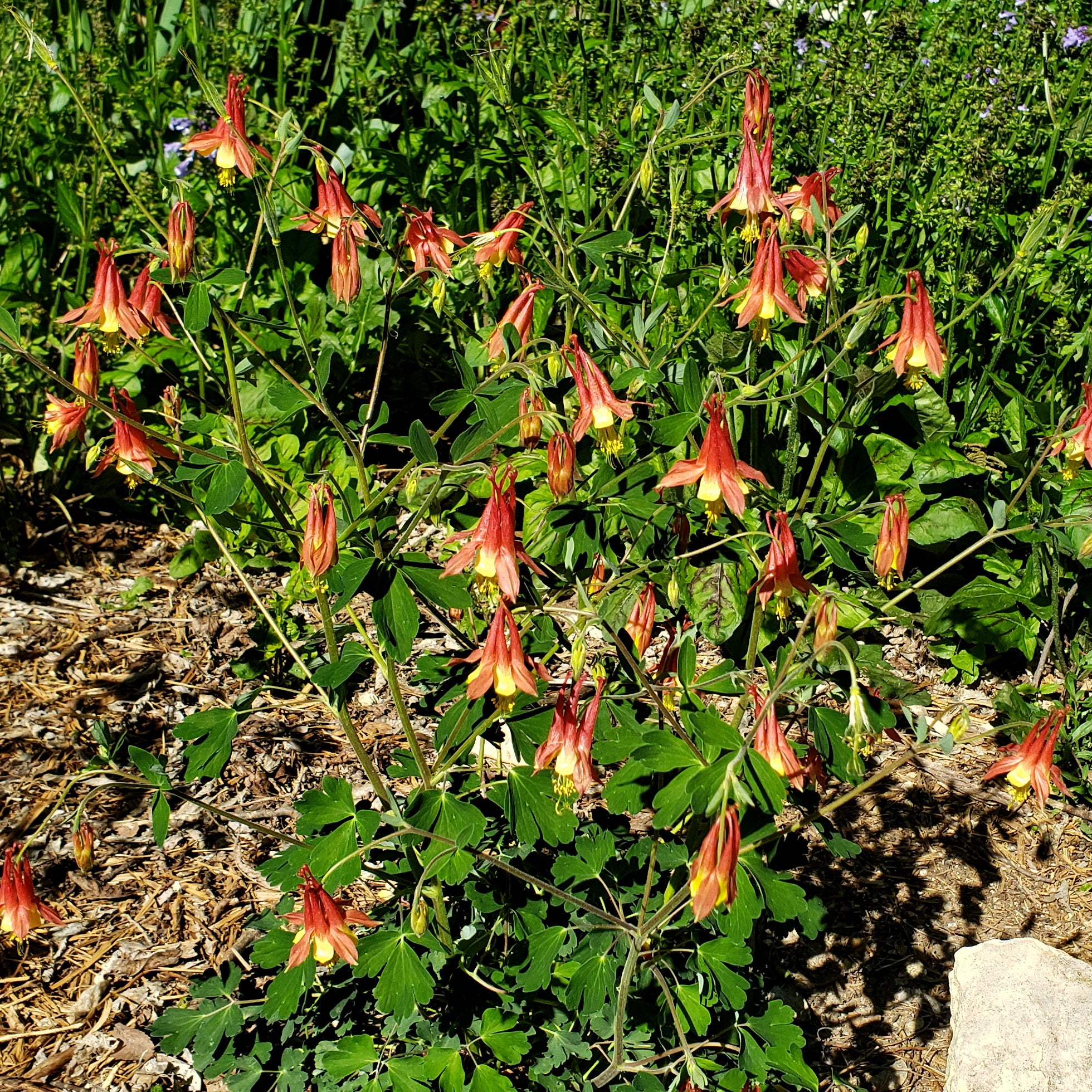 Columbine, Red (Aquilegia canadensis)