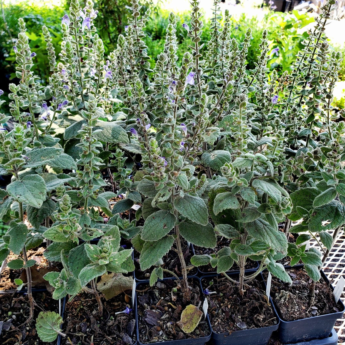 Scutellaria ovata (Heartleaf Skullcap)