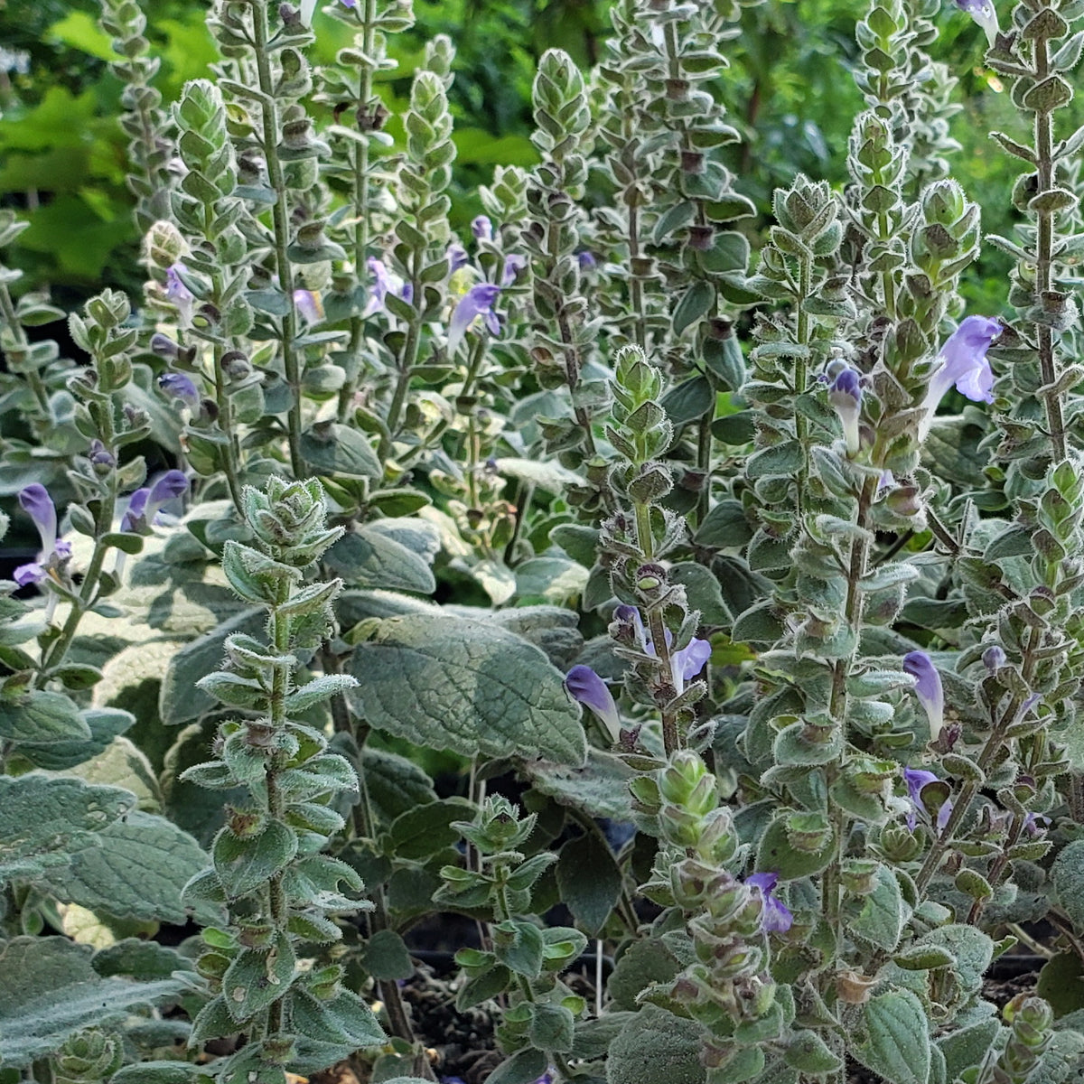 Scutellaria ovata (Heartleaf Skullcap)
