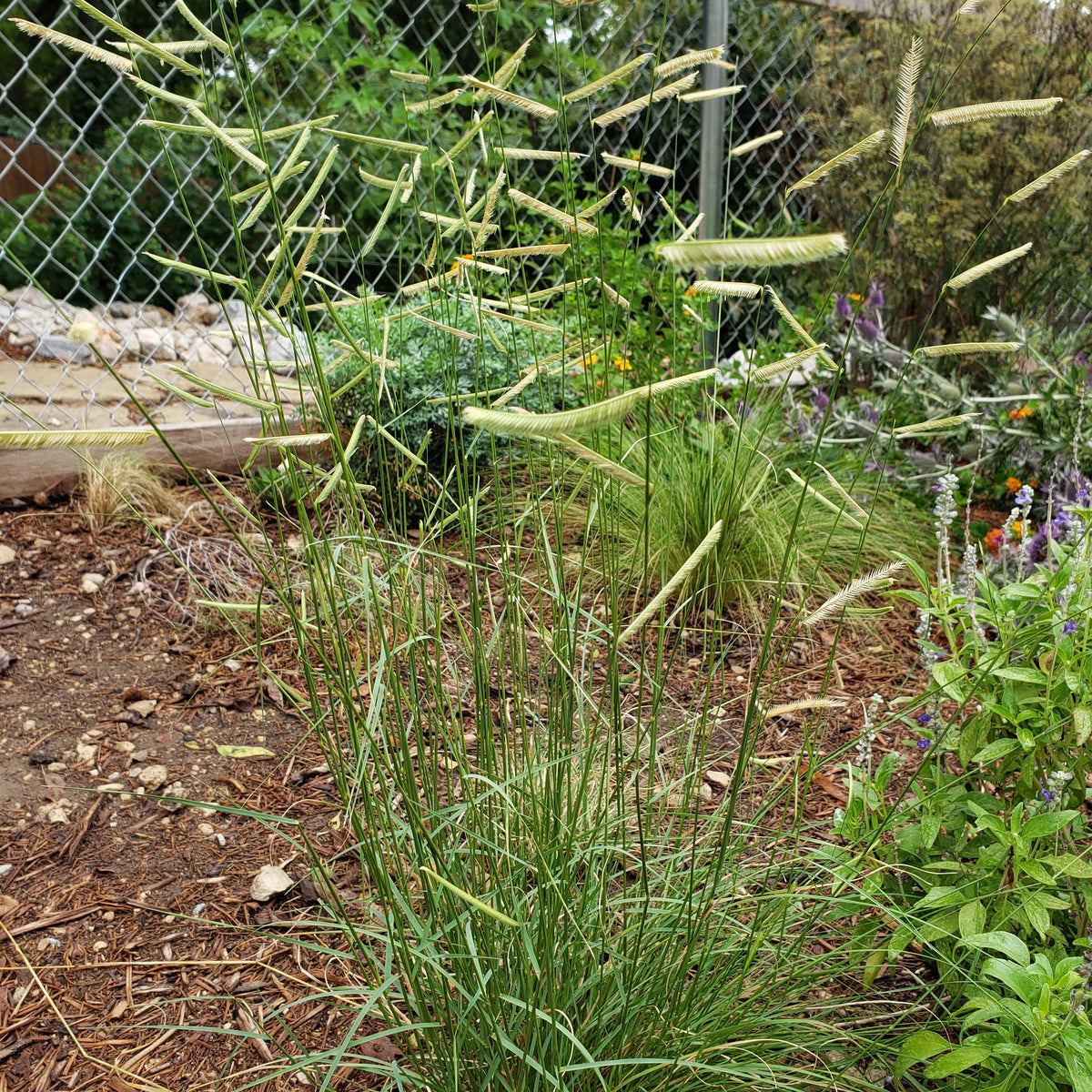Blue Grama (Bouteloua gracilis)