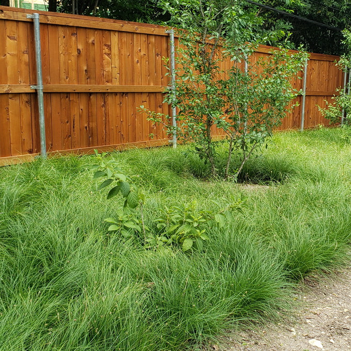 Carex perdentata (Meadow Sedge)