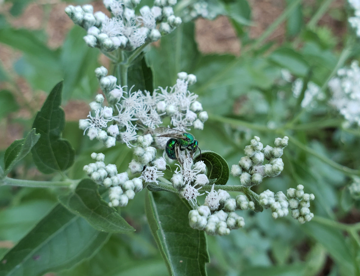 Eupatorium serotinum (Late boneset)