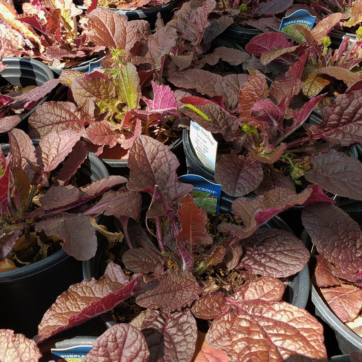 Salvia lyrata (Lyreleaf Sage 'Purple Knockout')