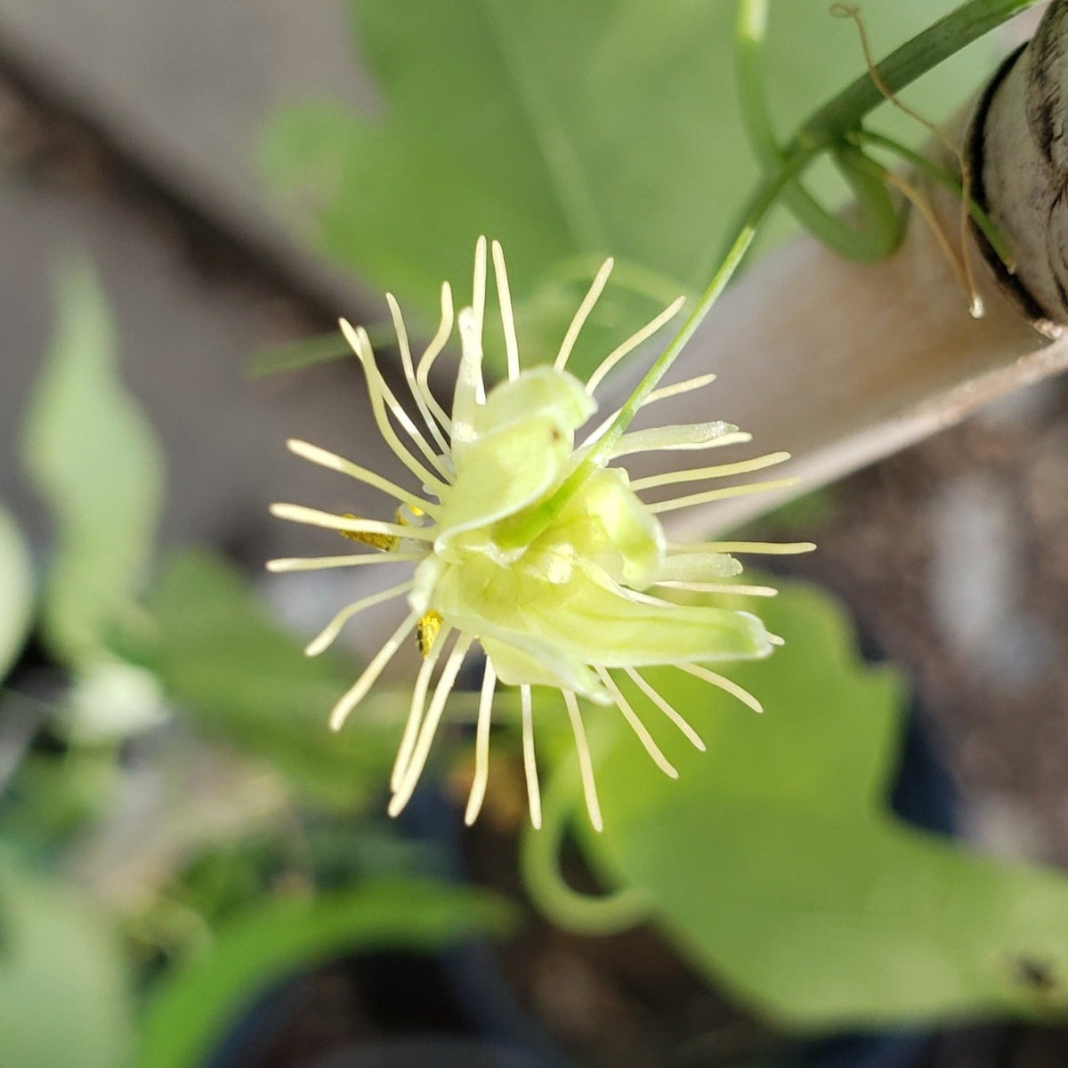 Passiflora lutea (Yellow Passion Flower)
