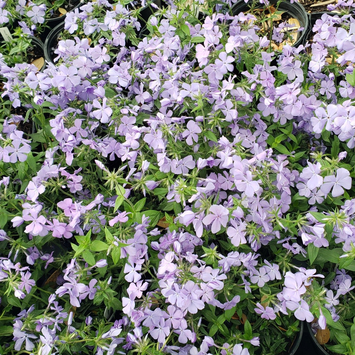 Phlox divaricata (Woodland Phlox 'Blue Moon')