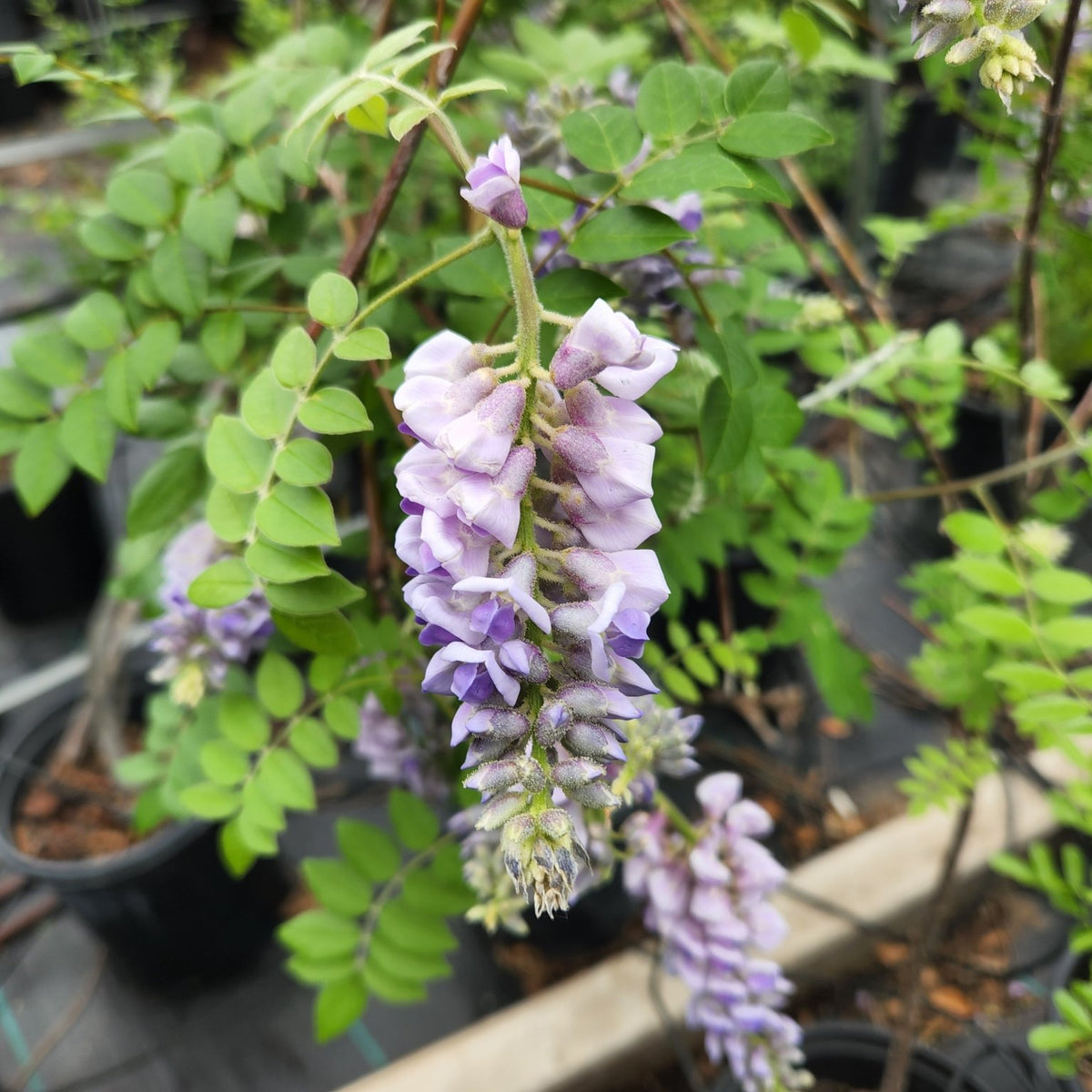 Wisteria frutescens (Texas Wisteria)