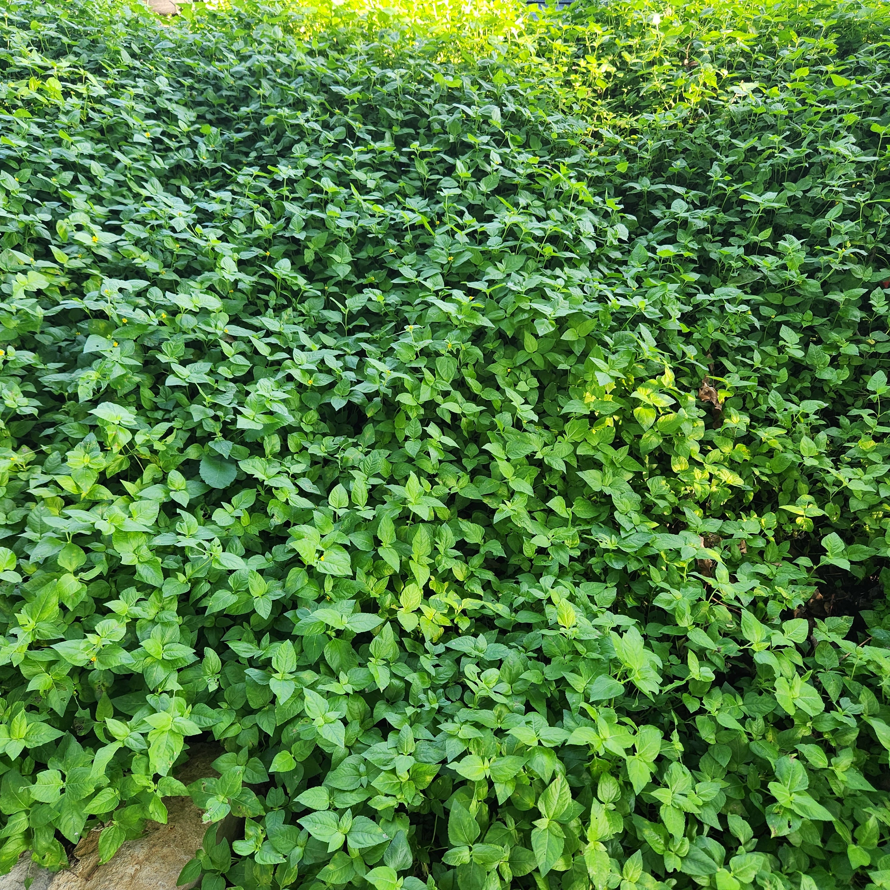 Calyptocarpus vialis (Horseherb)