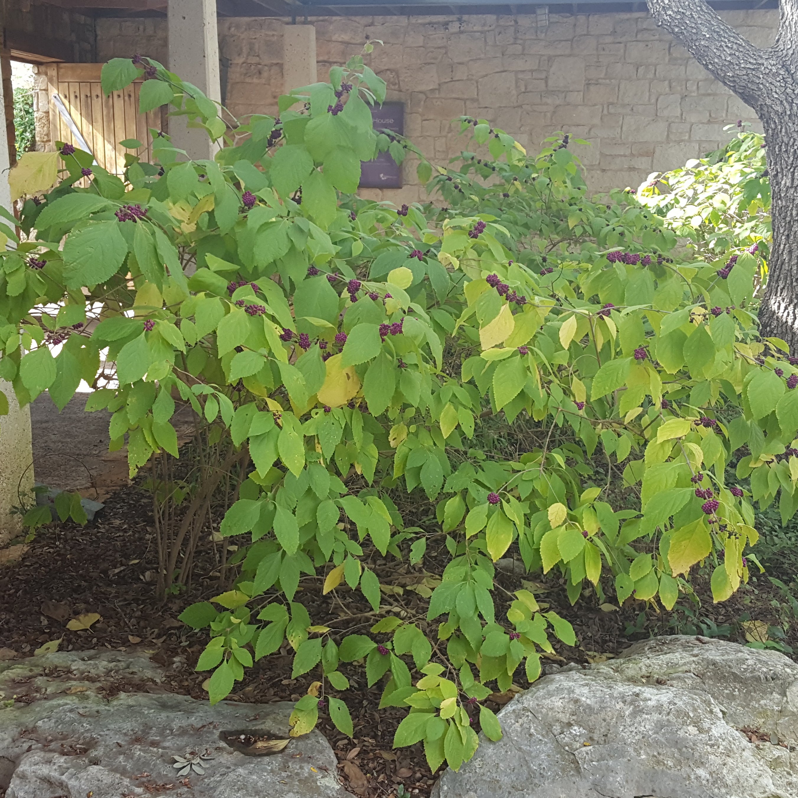 American Beautyberry (Callicarpa americana)