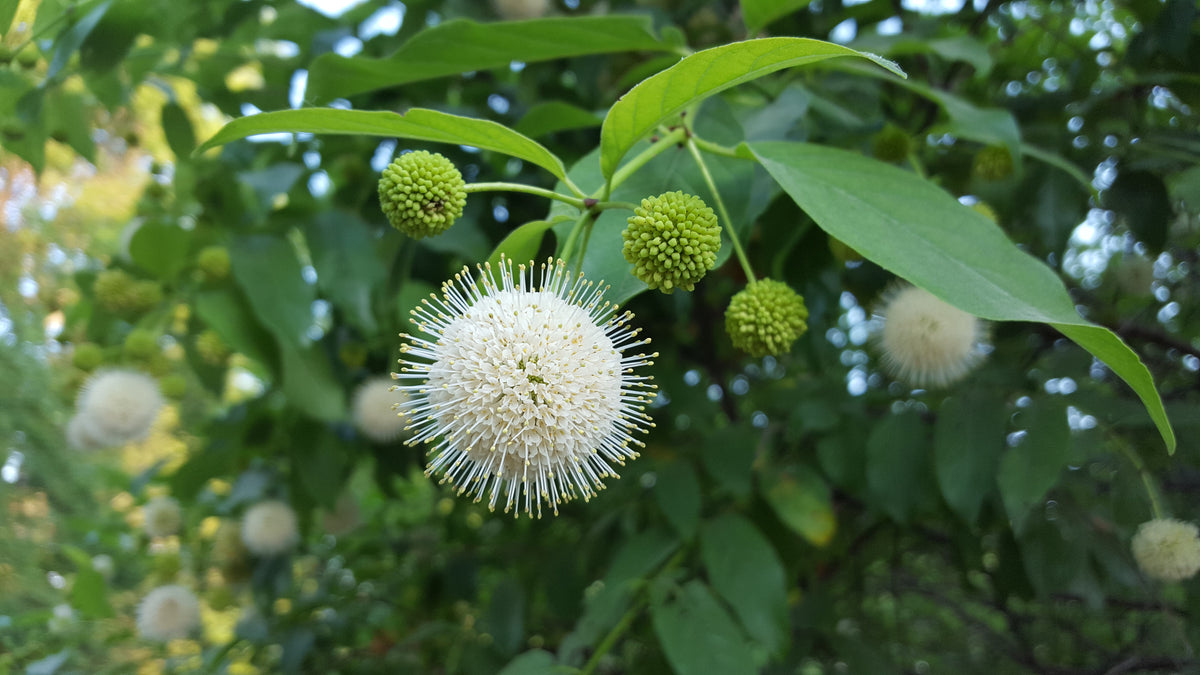 Buttonbush (Cephalanthus occidentalis)