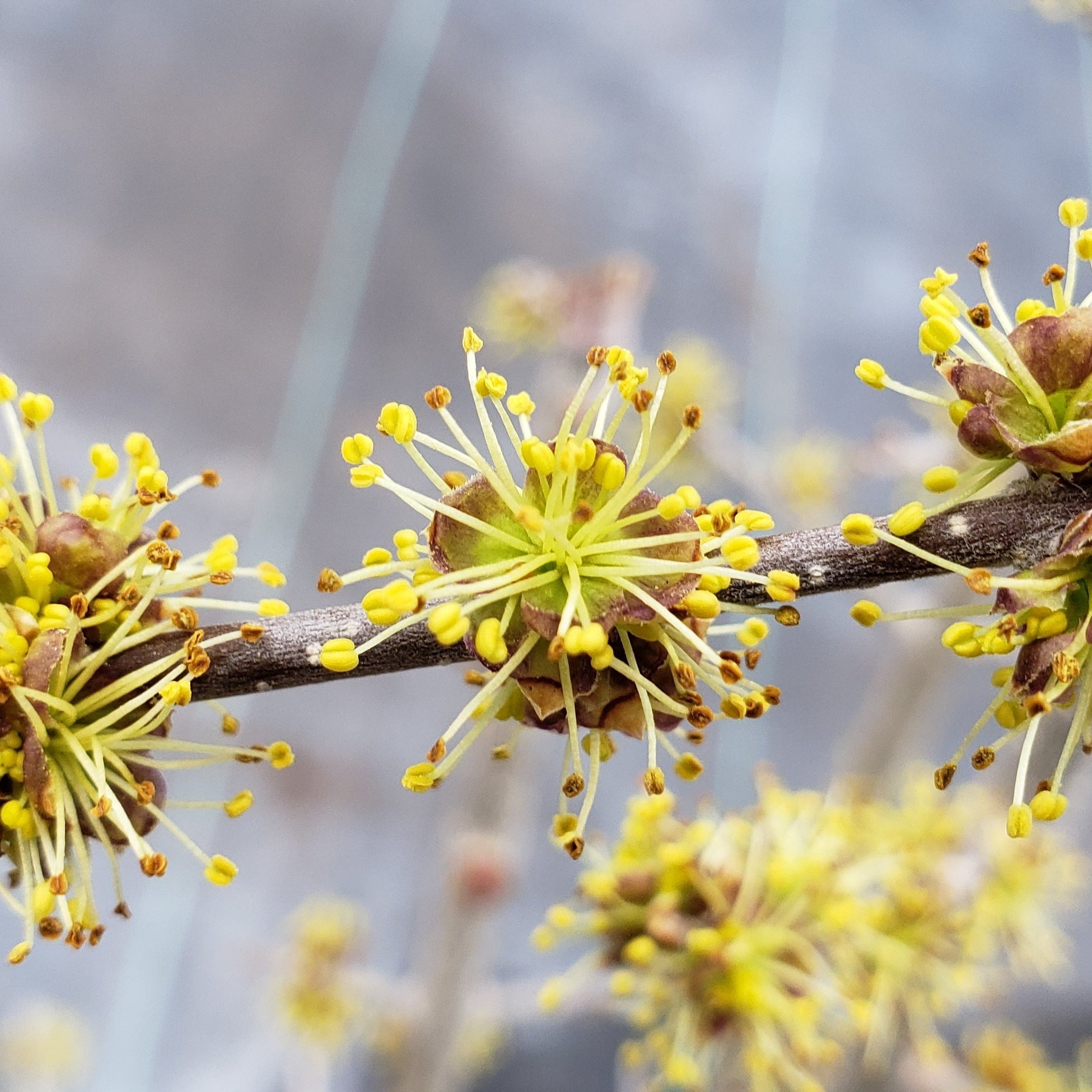 Elbow Bush (Forestiera pubescens)