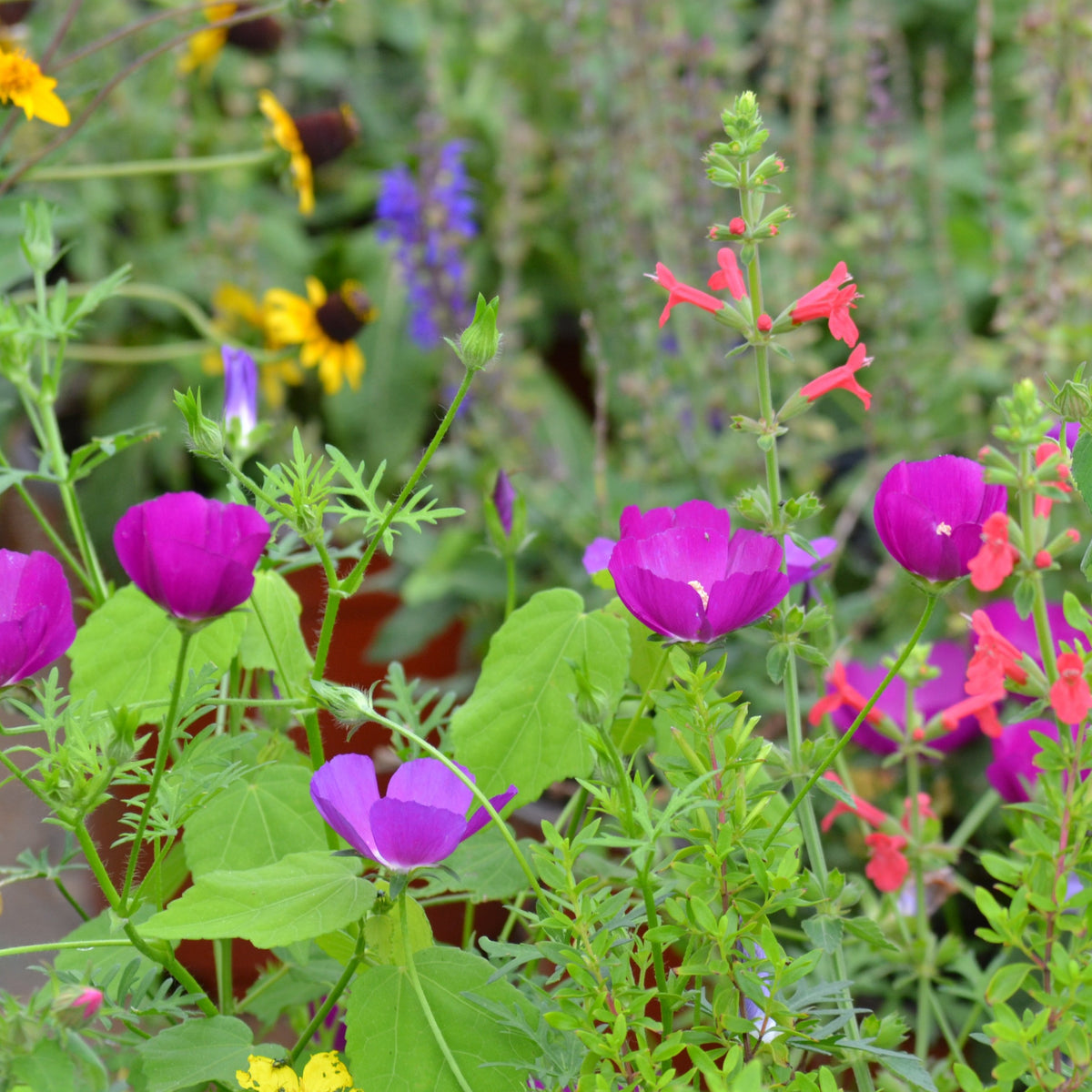 Callirhoe involucrata (Winecup)