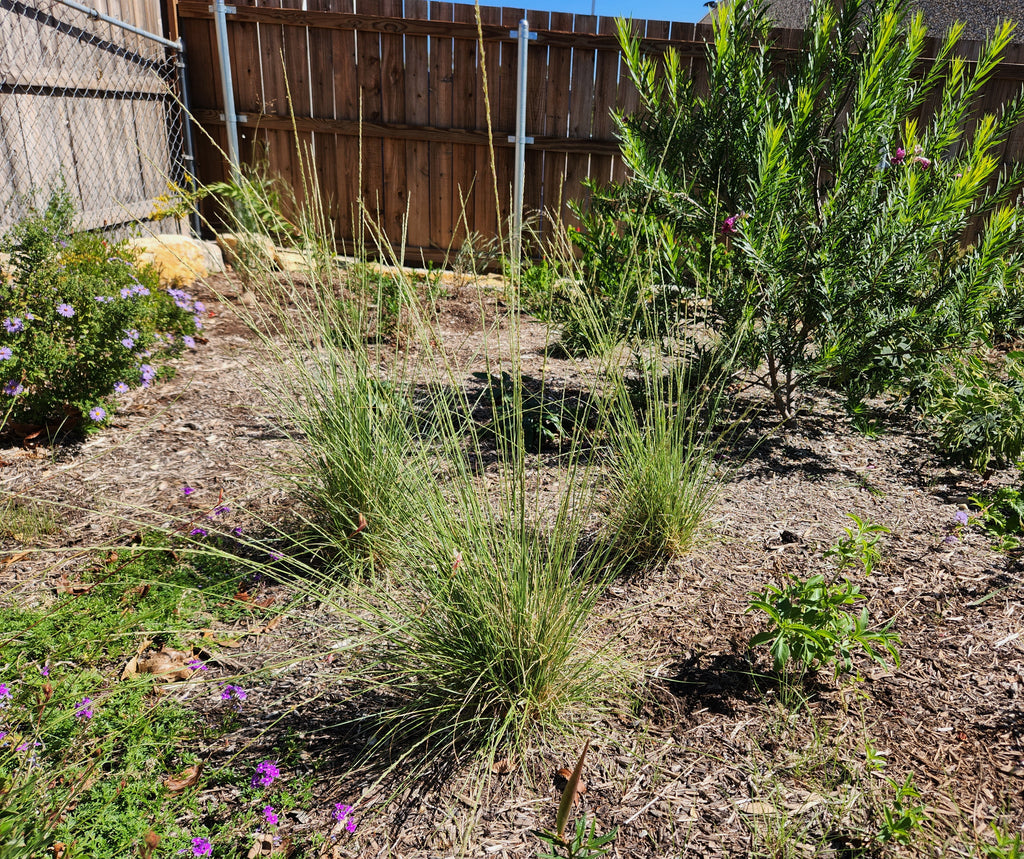 Muhlenbergia dubia (Pine Muhly)