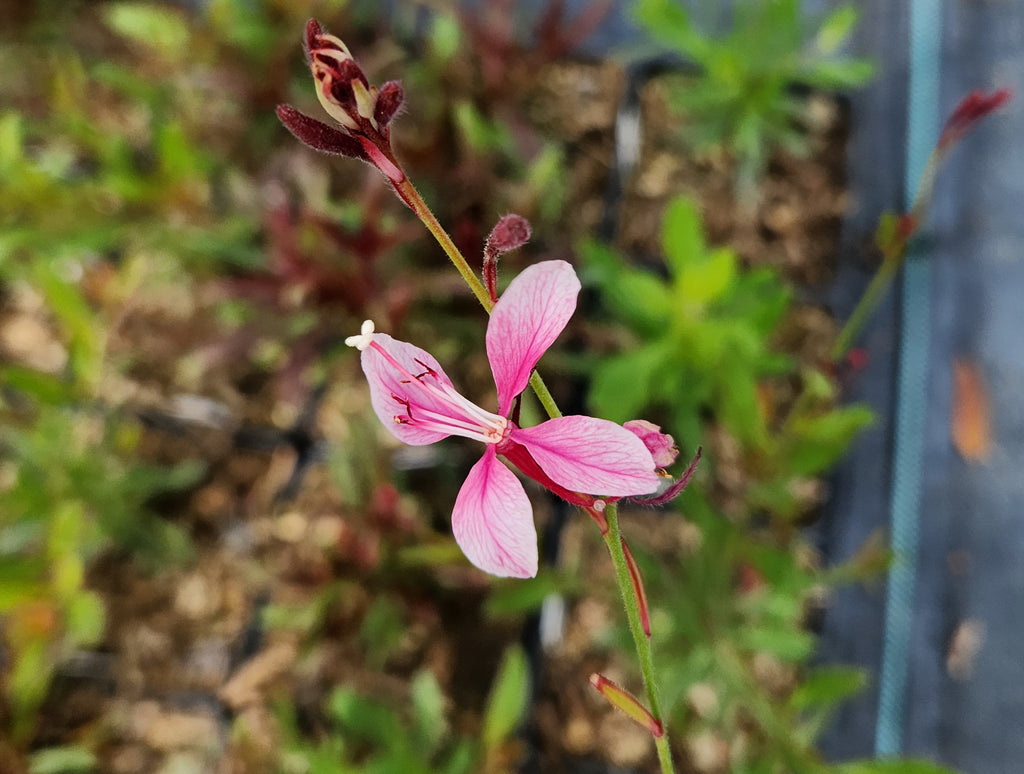 Oenothera lindheimeri 'Siskiyou Pink' (Gaura 'Siskiyou Pink')