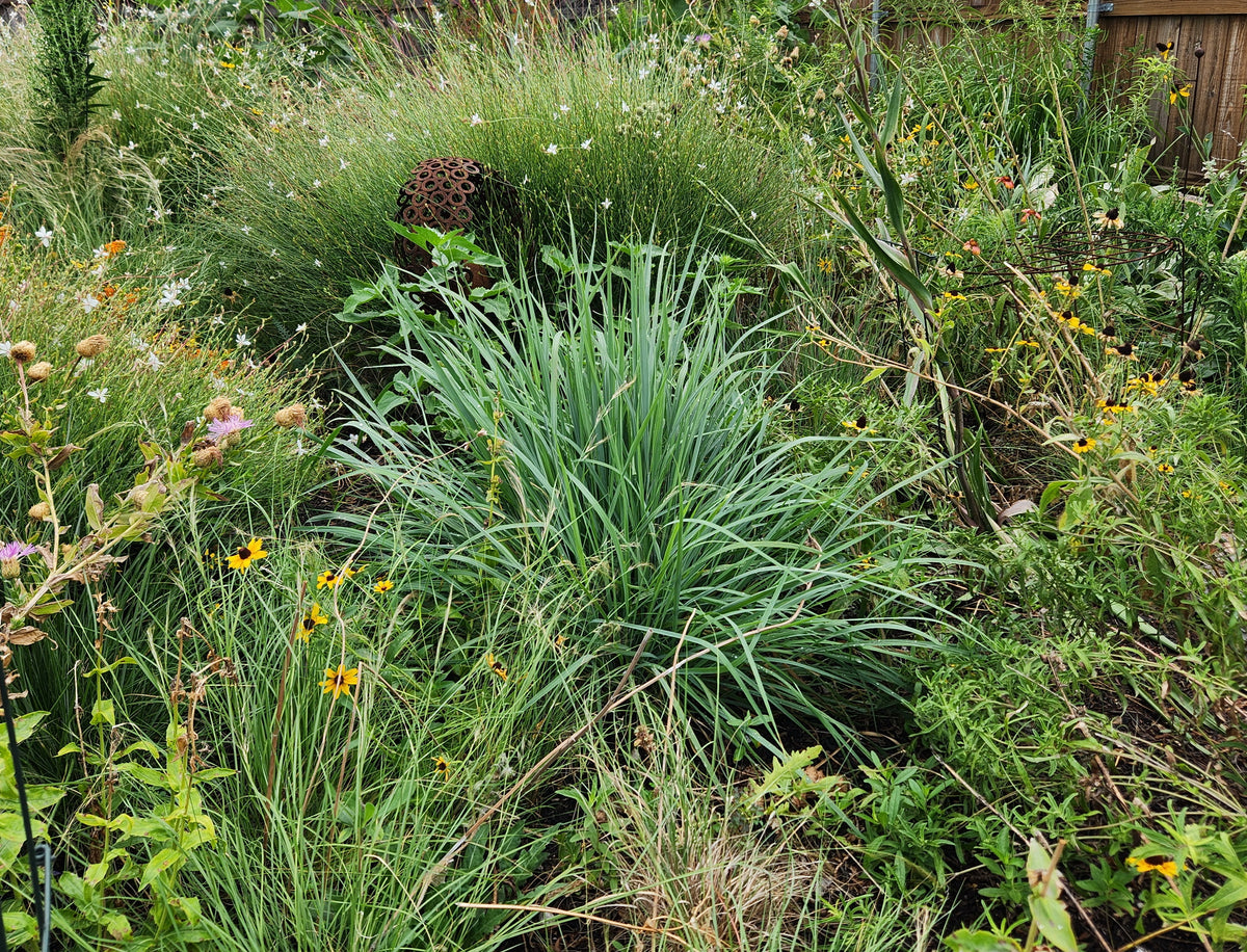 Sorghastrum nutans (Indiangrass)