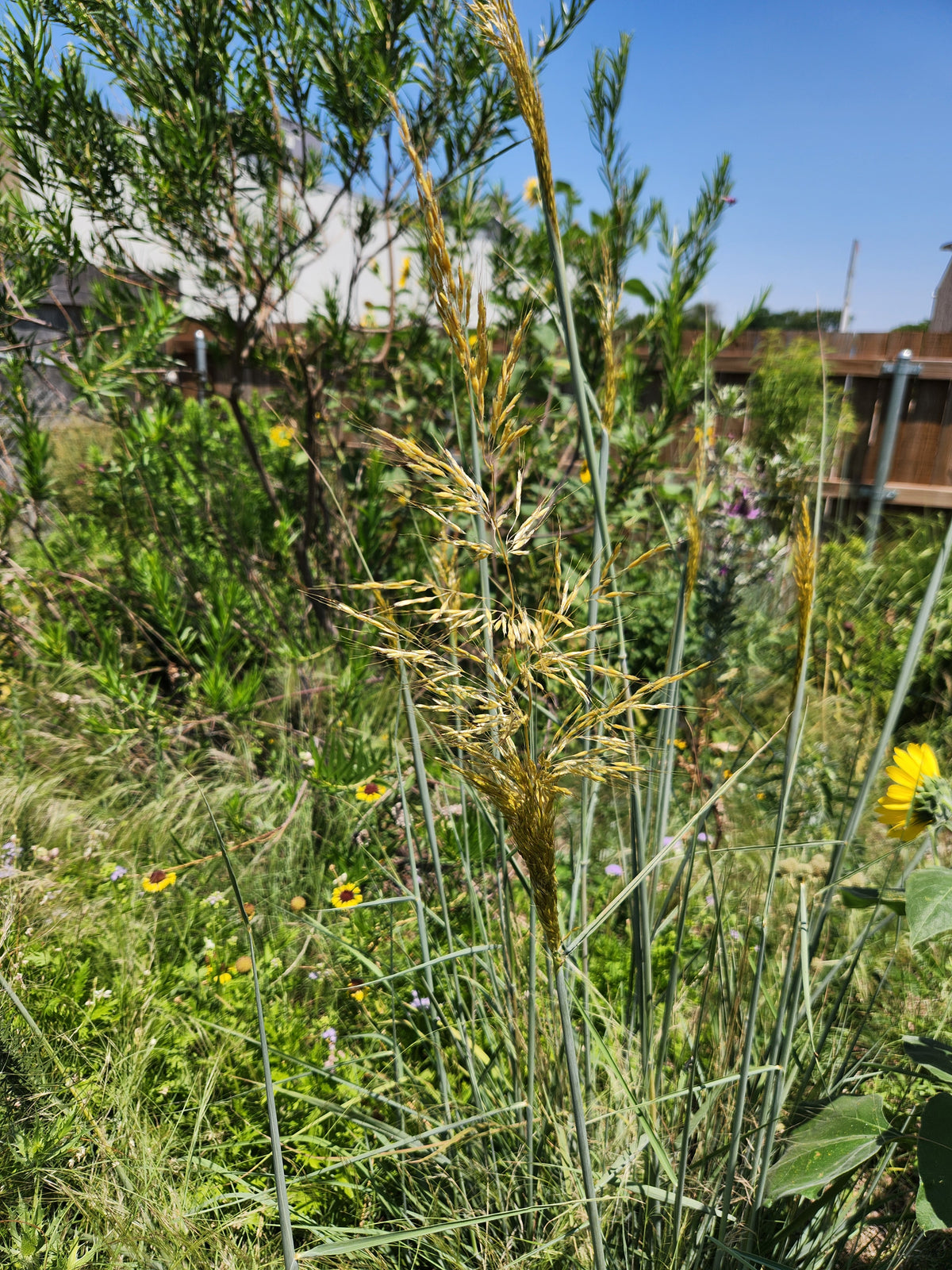 Sorghastrum nutans (Indiangrass)