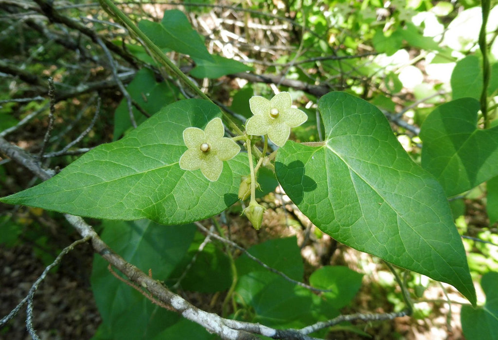 Matelea reticulata (Pearl Milkweed Vine)