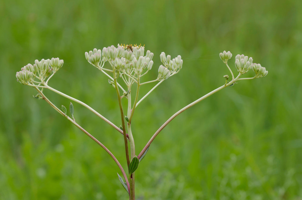 Arnoglossum plantagineum (Prairie Plantain)