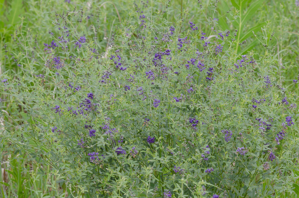 Pediomelum tenuiflorum (Scurfy Pea)