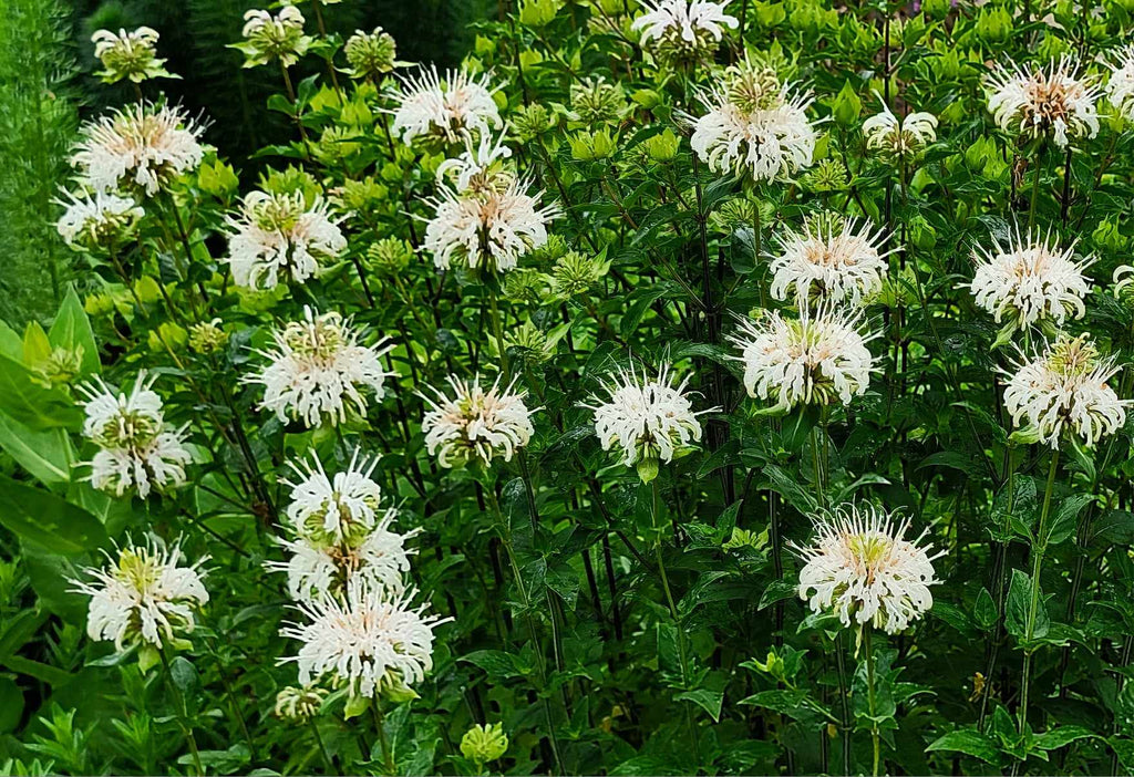 Monarda lindheimeri (Lindheimer's Beebalm)