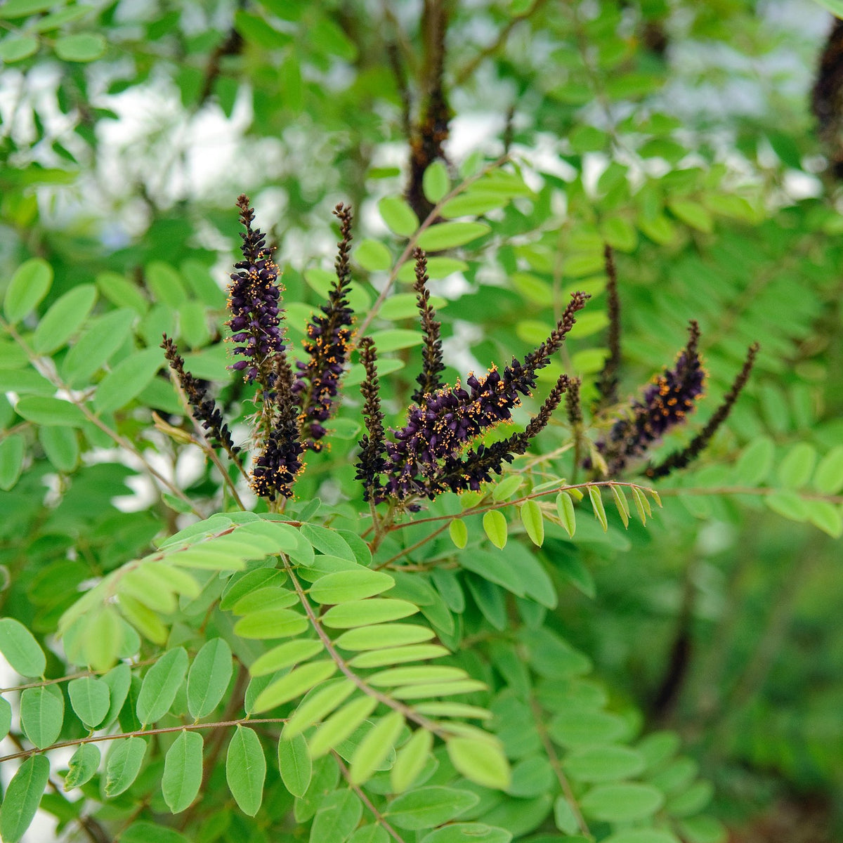 Amorpha fruticosa (False Indigo Bush)
