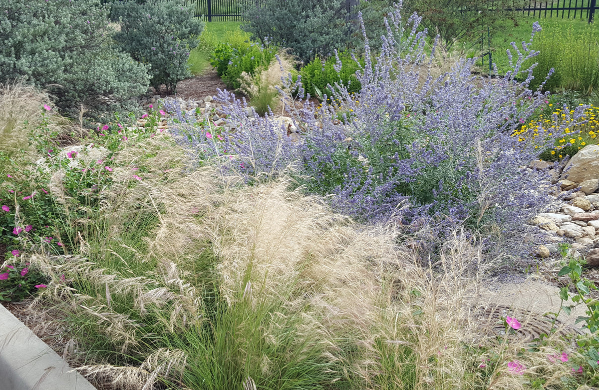 Salvia yangii (Russian Sage 'Blue Jean Baby')