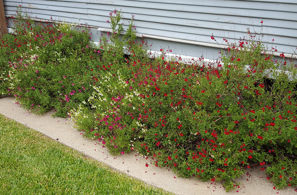 Salvia greggii red (Autumn Sage red)