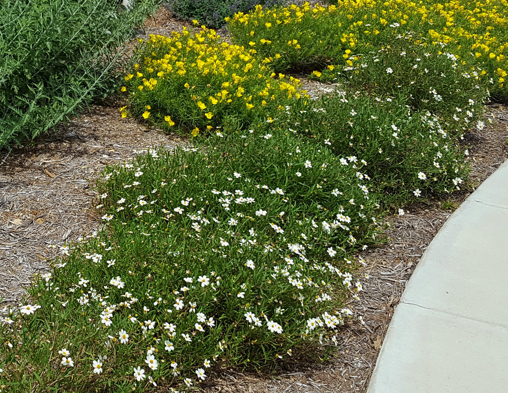 Blackfoot daisy (Melampodium leucanthum)