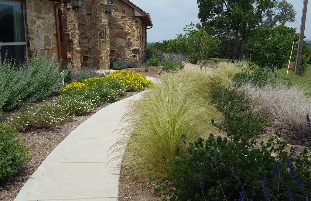 Mexican feather grass (Nassella tenuissima)