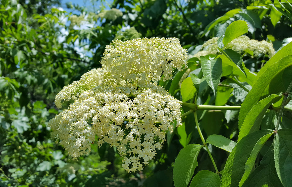 Elderberry (Sambucus canadensis)