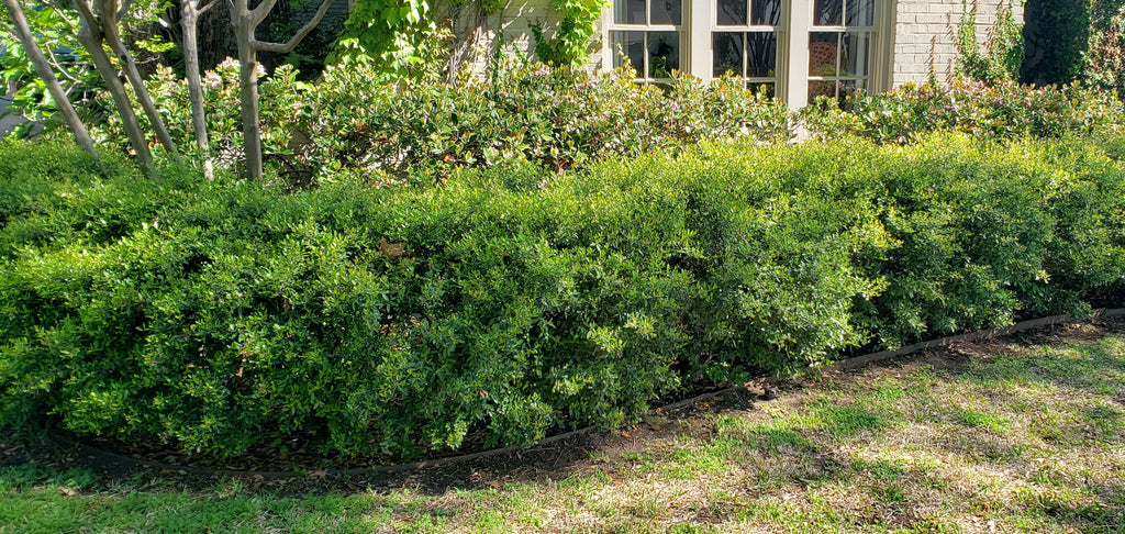 Ilex vomitoria 'Nana' (Dwarf Yaupon Holly 'Nana')