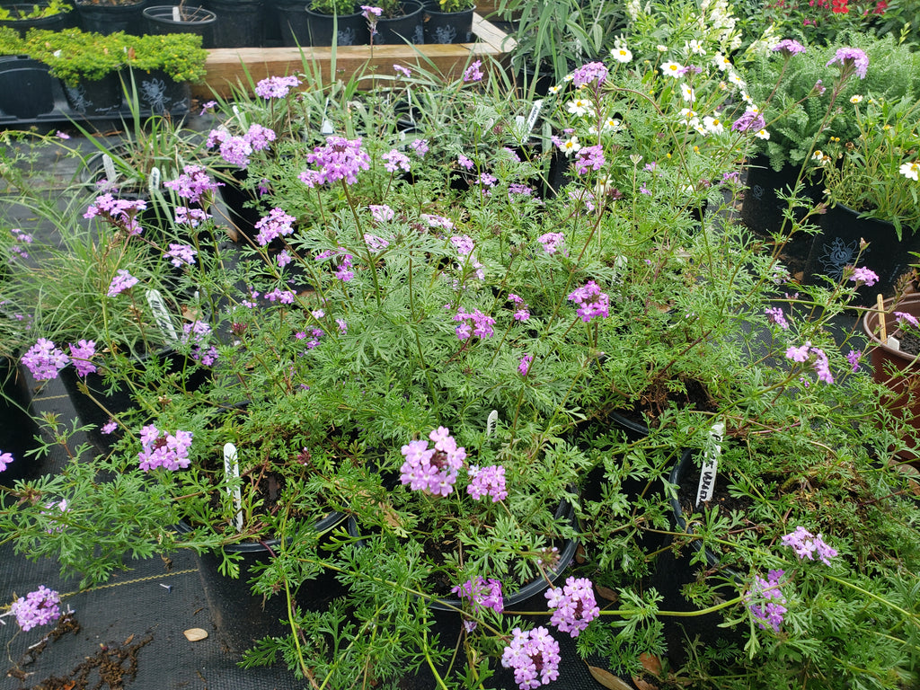 Glandularia bipinnatifida (Prairie Verbena)