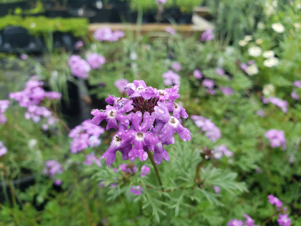 Glandularia bipinnatifida (Prairie Verbena)