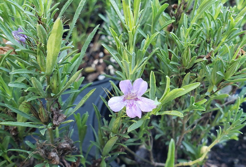 Dyschoriste linearis (Snake Herb)