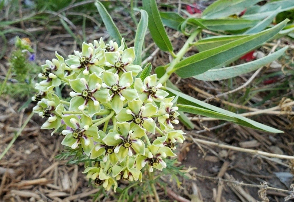 Asclepias asperula (Antelope Horn Milkweed)